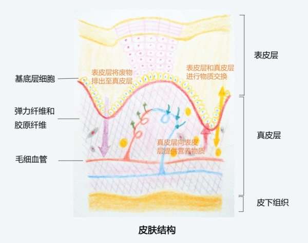 皮膚表皮層家庭的五兄弟之角質層和皮脂膜