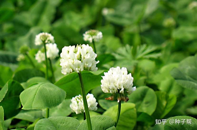 白三叶到底是作牧草还是草坪好 南北皆可种植 种一次能用10年 知乎