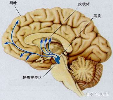 大腦怎樣才能分泌更多的多巴胺讓自己開心