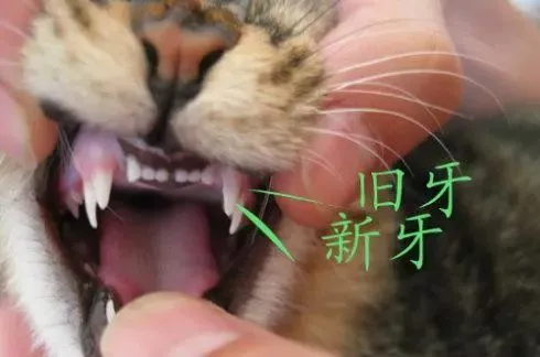 猫咪口臭熏人 仅仅是不刷牙的缘故吗 别大意 知乎