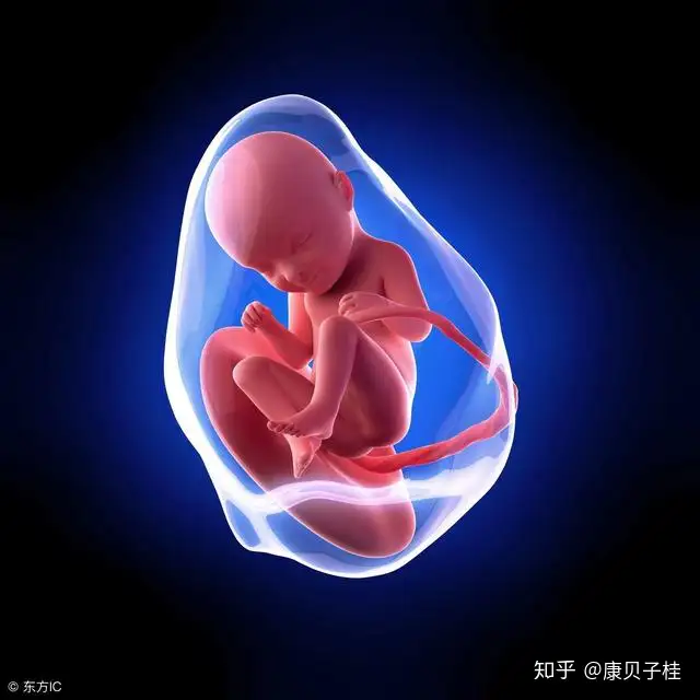 胎宝宝在妈妈的肚子里做什么 跟你说 超忙 知乎 胎宝宝在妈妈的肚子里做什么 跟你说 超忙 知乎