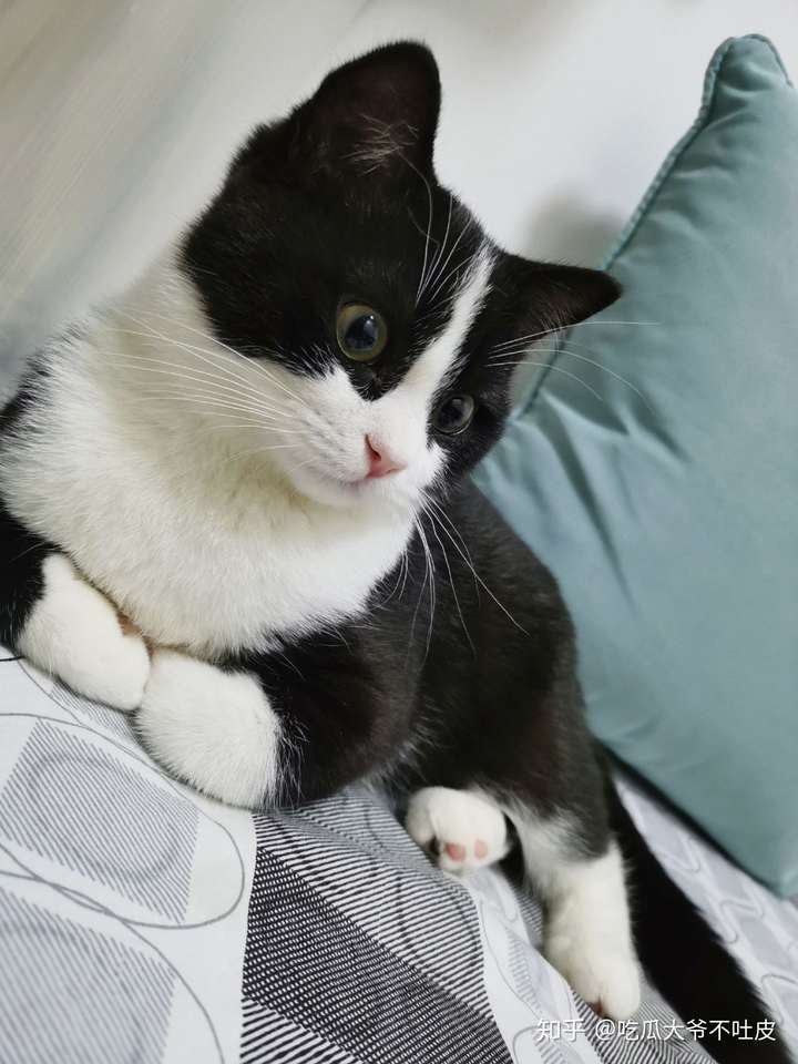 养一只奶牛猫是什么感受?