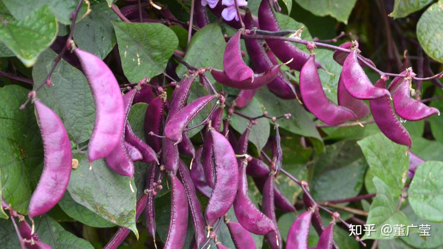 还不知道这35种紫色蔬菜你太亏了 富含花青素 营养又美味 赶紧选几种趁着过年大显身手吧 过个健康年 知乎