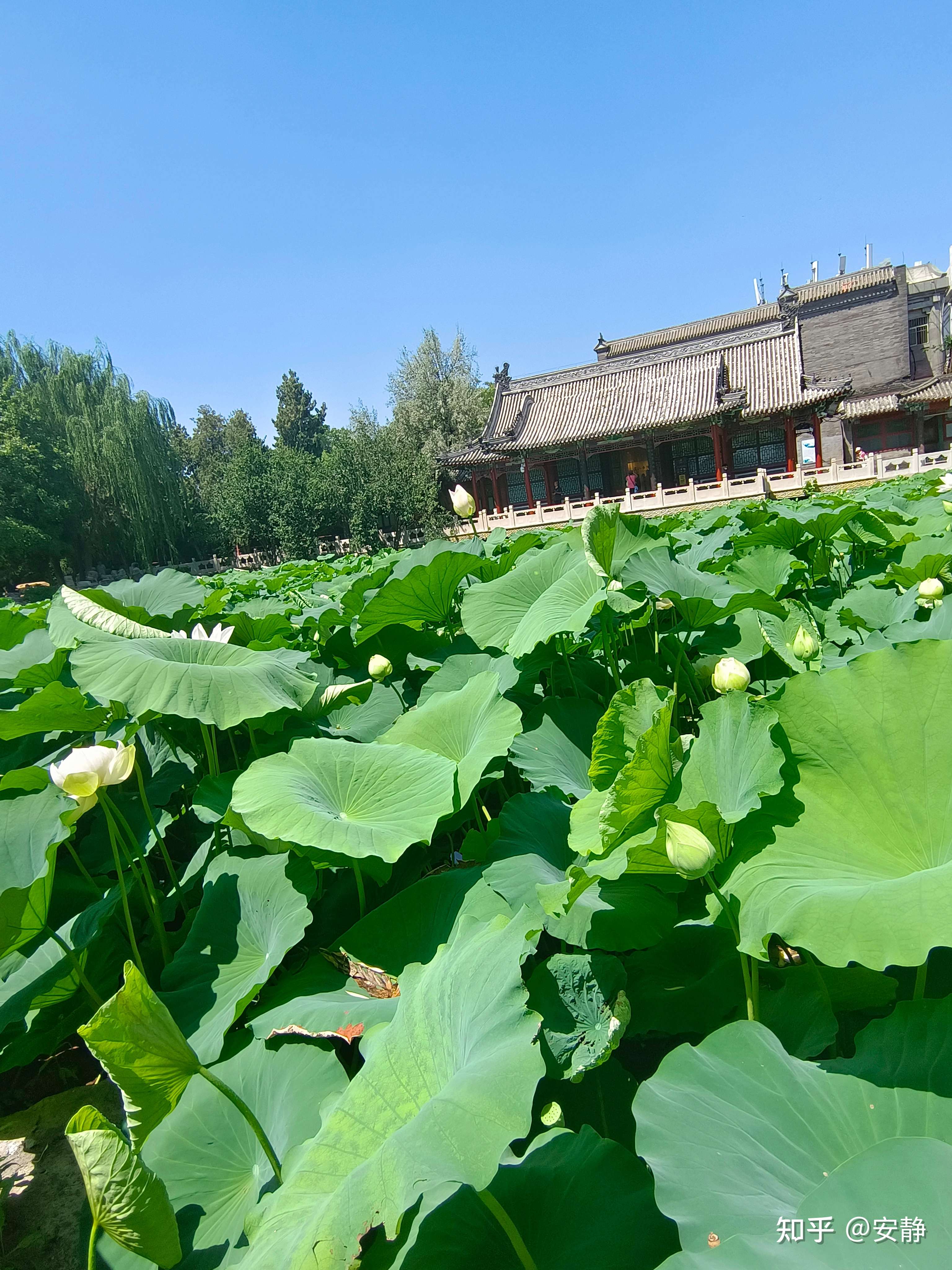 安静 的想法: 古莲花池十大名园之一,有"莲叶托桃"的… - 知乎