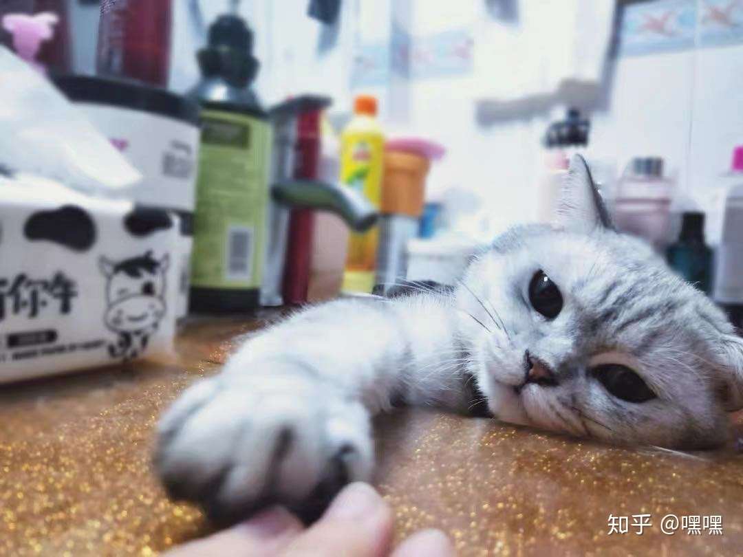 猫用卵磷脂有必要吃吗 知乎