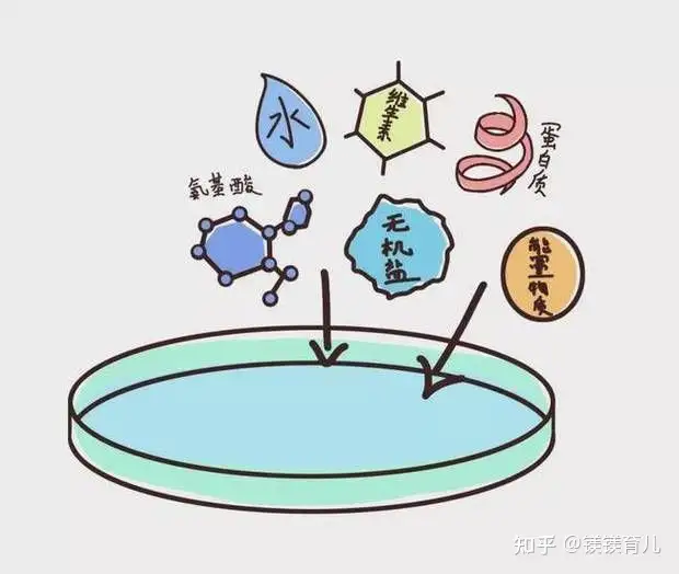 成都助孕医院（试管婴儿揭秘之胚胎是靠什么生长的？）