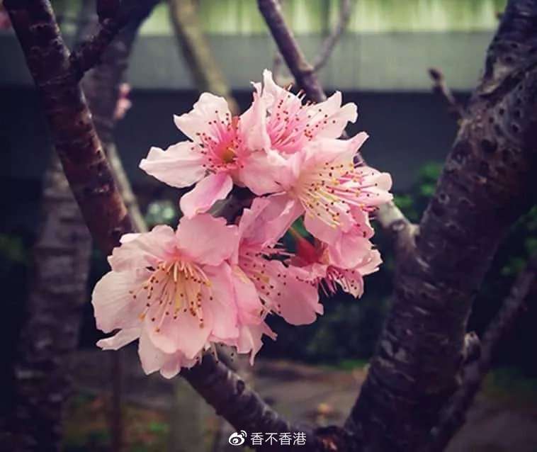 没桃花看看樱花还不行 香港高校附近有哪些赏樱好去处 知乎