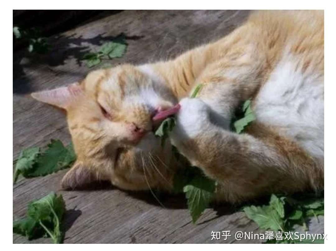 猫咪便血了？？？？？ - 知乎