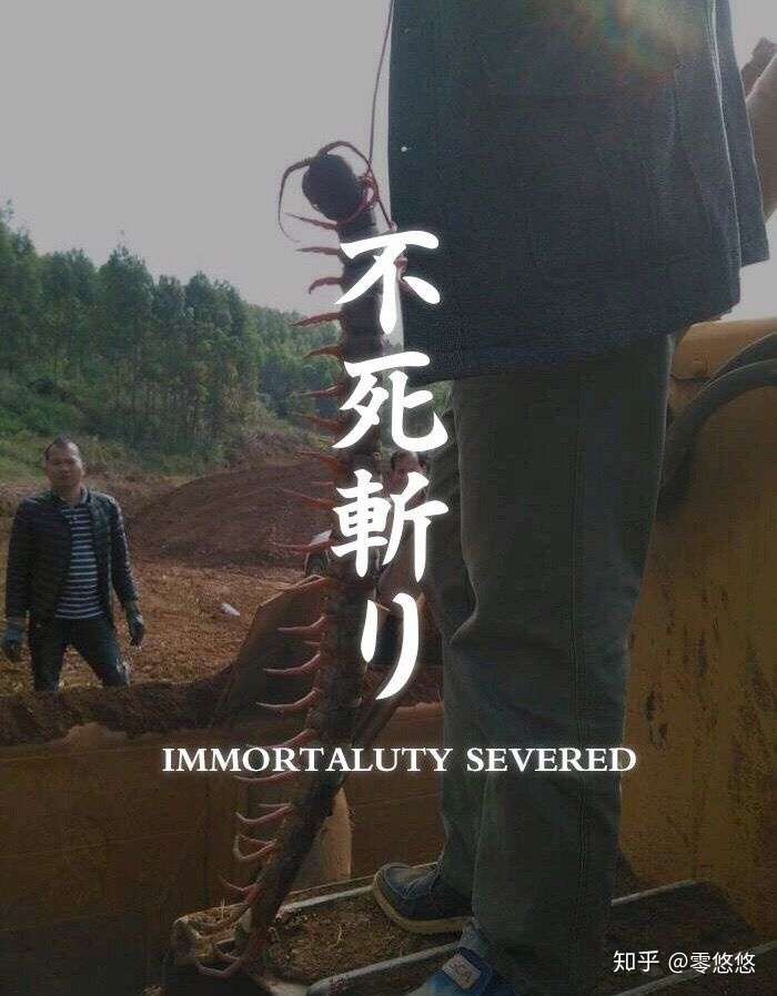 《只狼》里的黑鸡的设计意图是什么?