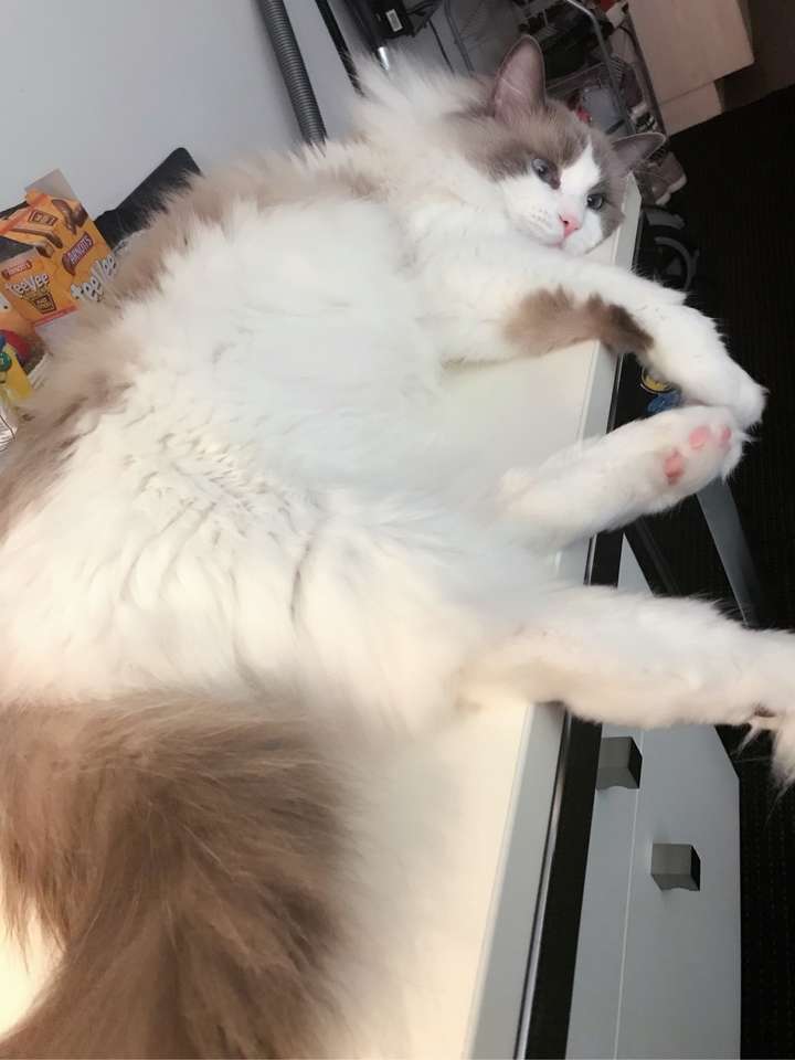 怎样才能喂胖一只布偶猫?