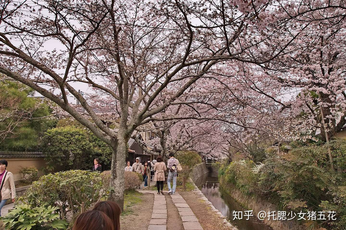 清水寺整修三年 京都還有這些 必去景點 等你造訪 共赢 知乎