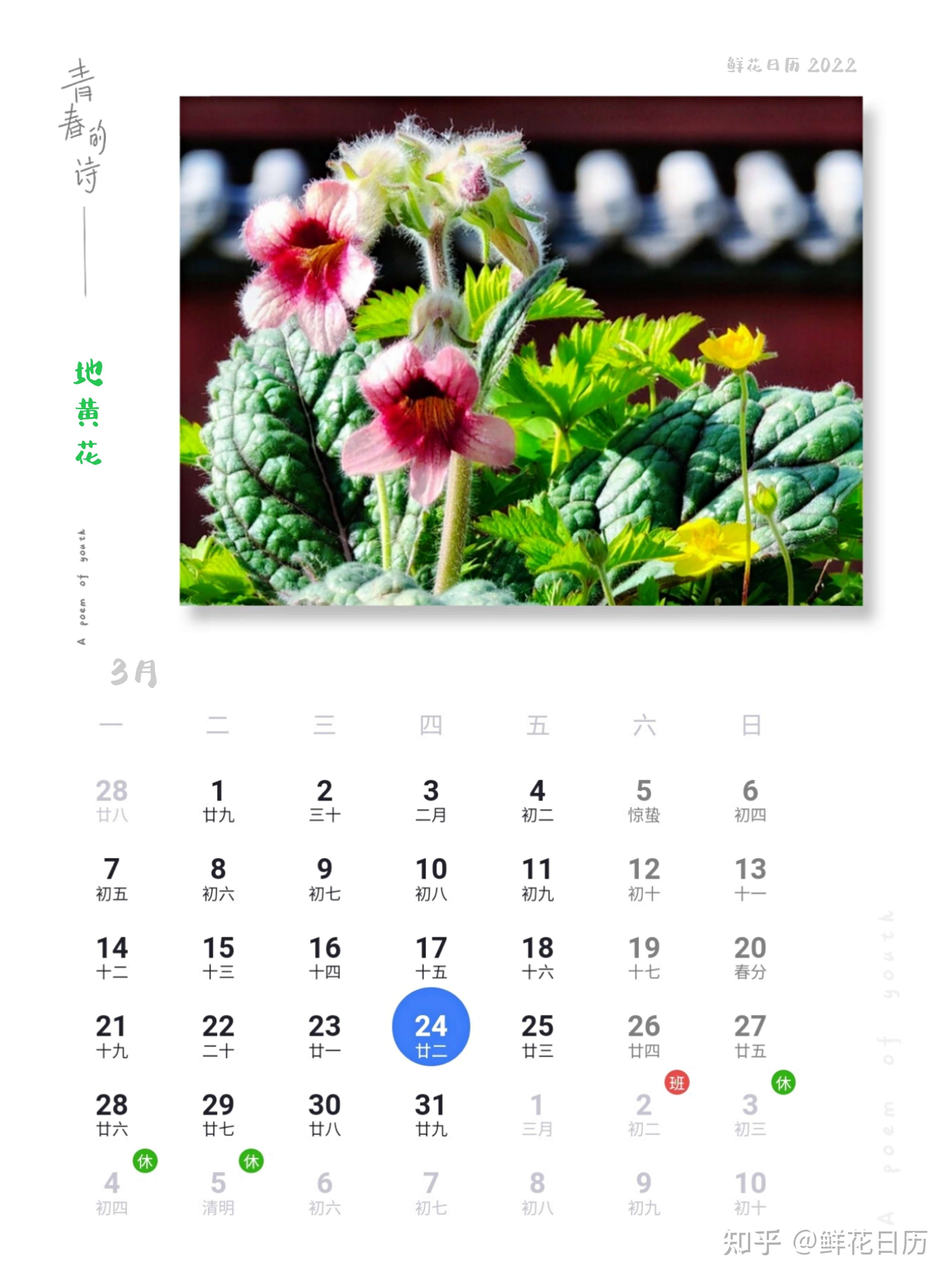 鲜花日历3月24日地黄花