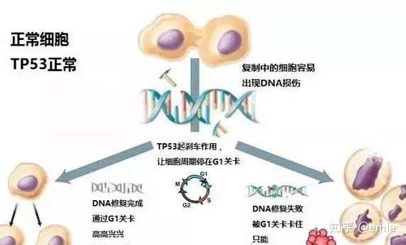 新方案 Tp53突变型骨髓增生异常综合征的治疗方案 知乎