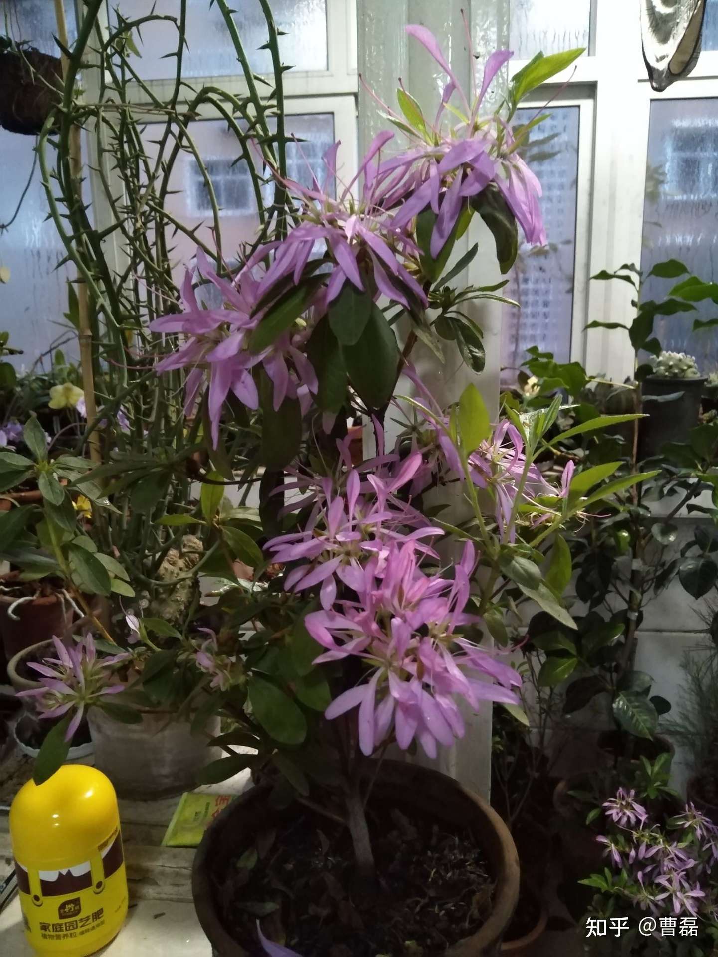 粘鸟杜鹃 花火 知乎 粘鸟杜鹃 花火 知乎