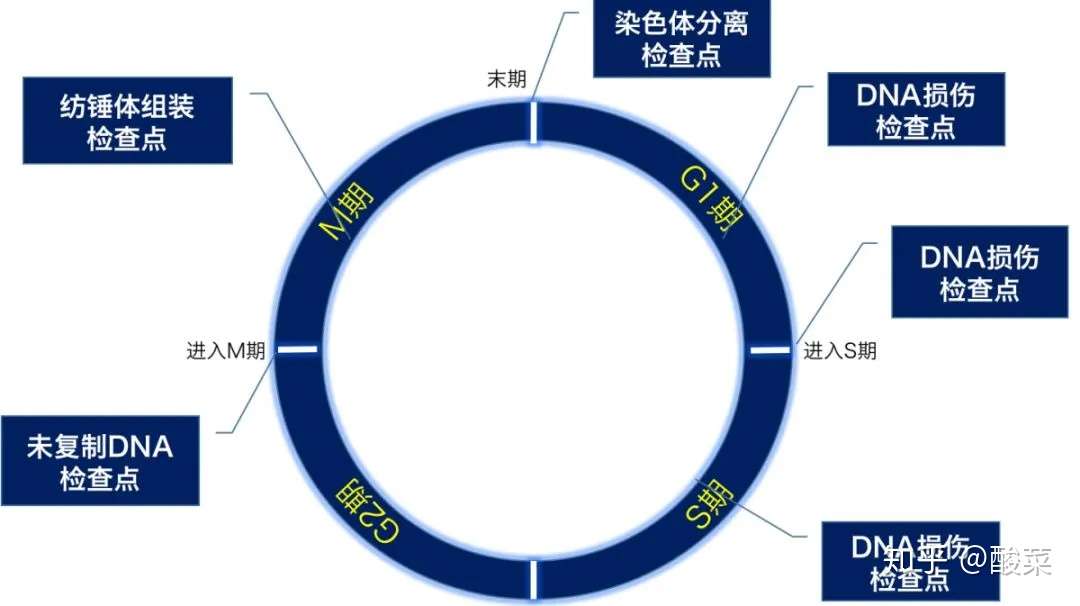 搞不懂细胞周期实验 用这个盘它 知乎