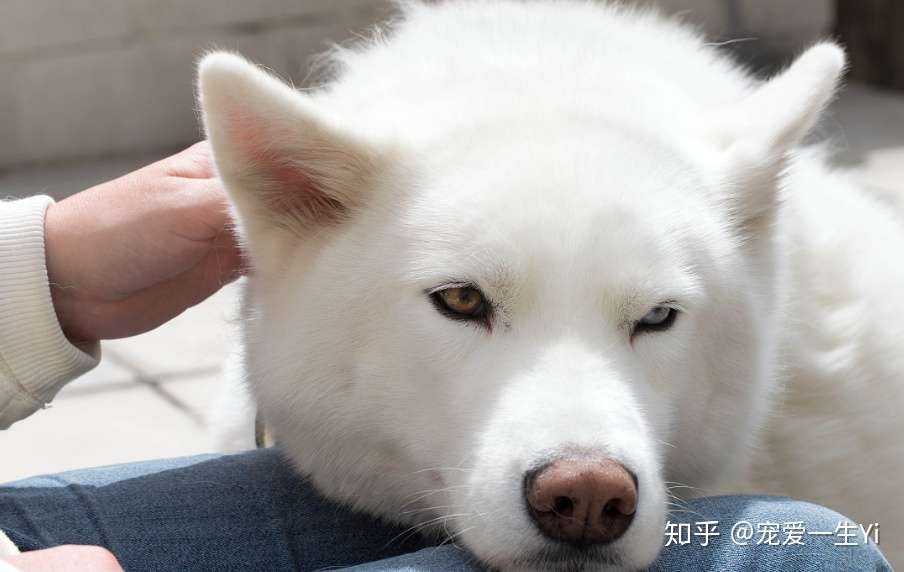 狗狗便秘了吃什么药最快通便 知乎 狗狗便秘了吃什么药最快通便 知乎