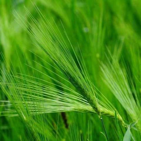 青稞