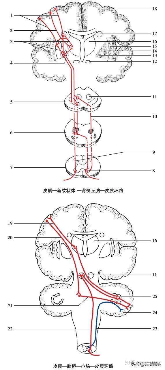 每个人都知道运动 但运动是如何让我们处于身心健康呢 知乎