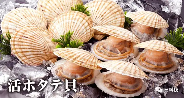 帆立贝 咳 这不就是扇贝嘛 知乎