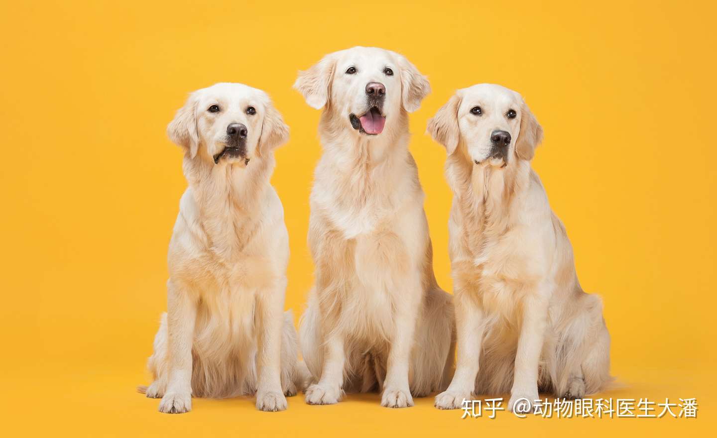 保守治疗斗牛犬角膜穿孔 又省下了一大笔费用 知乎