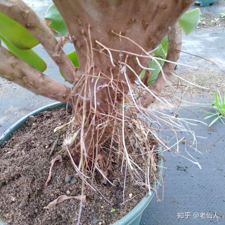 多肉气生根 - 知乎