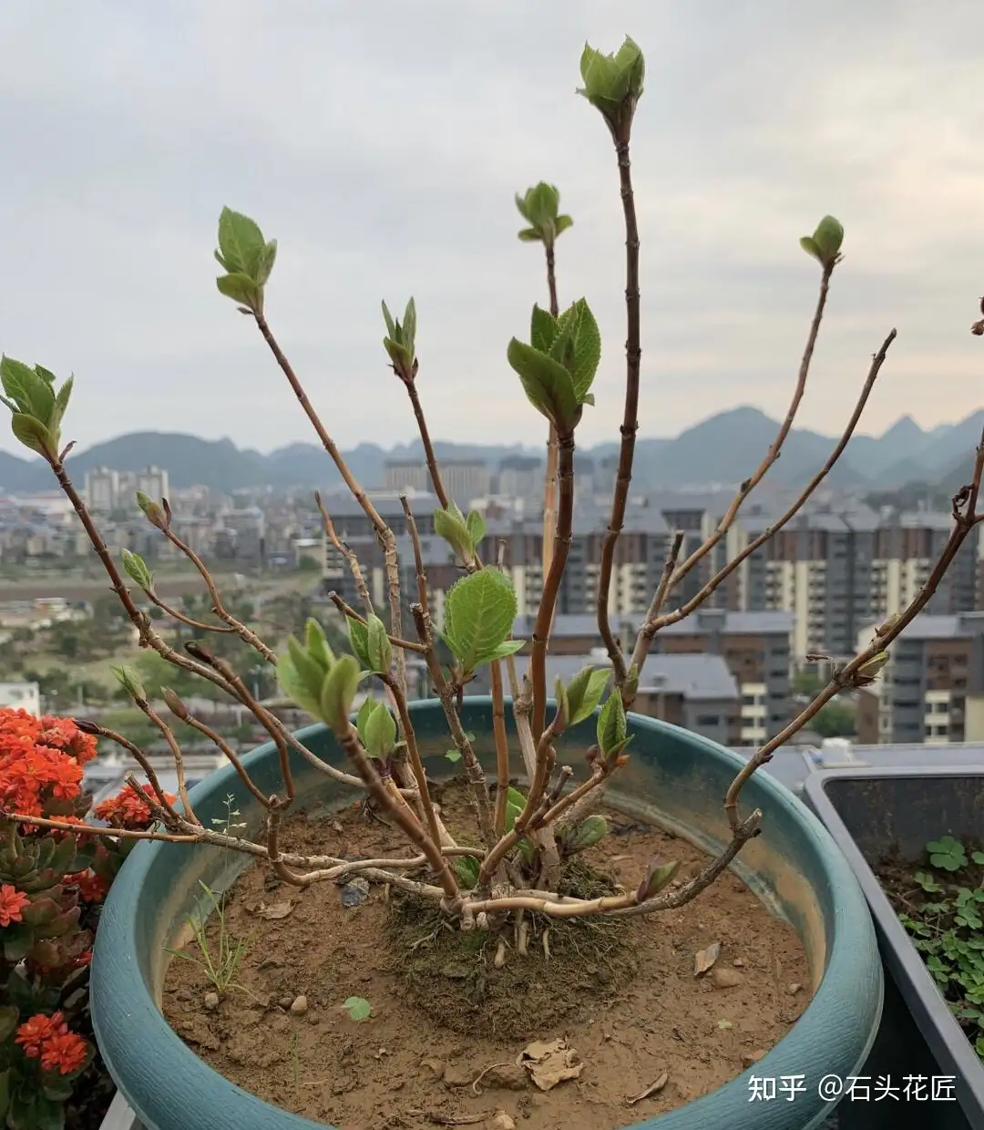 春天养 绣球无尽夏 根部冒新芽要 特殊照顾 这样花量大 知乎