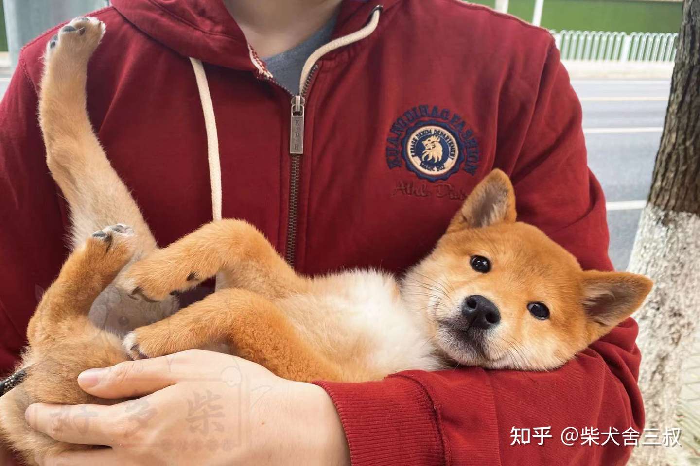 养柴攻略 豆柴是柴犬吗 该如何饲养呢 知乎