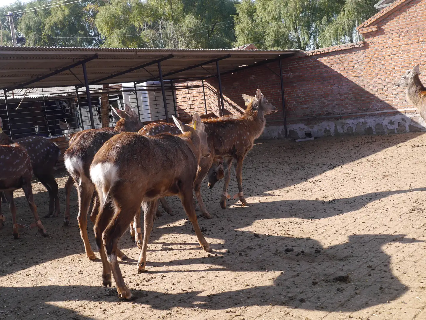 鹿九州鹿业 努力让更多的人拥有更强壮的体魄 知乎