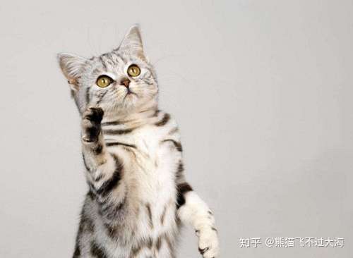猫咪口角炎初期症状有啊些 知乎