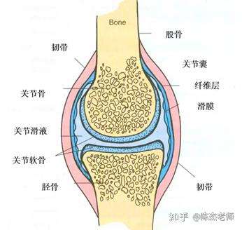 膝关节腔有少量积液求助附核磁共振图
