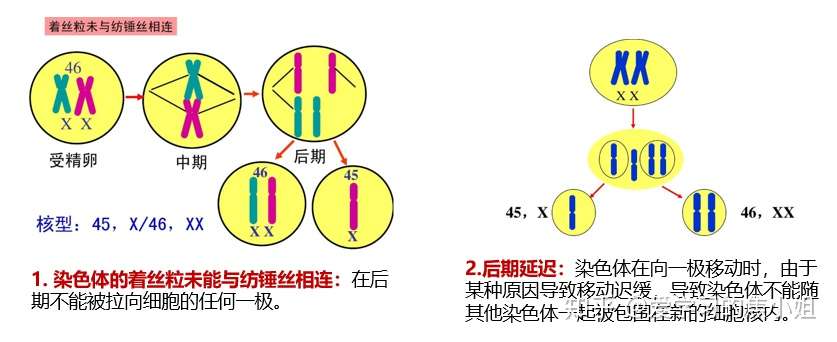 焦老师讲遗传系列之3 染色体数目异常 知乎