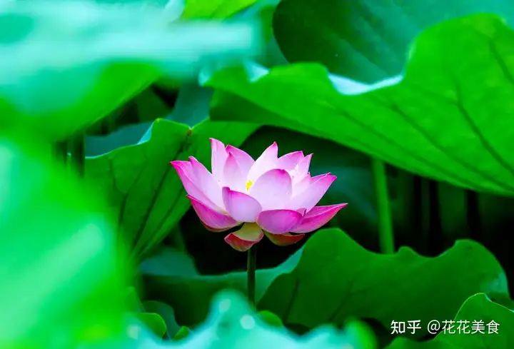 【二十四节气·夏至】日北至，日长之至，日影短至，故曰夏至