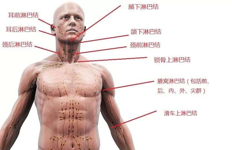 淋巴结肿了 是癌症吗 摸到这样的淋巴结必须要警惕 知乎 淋巴结肿了 是癌症吗 摸到这样的淋巴结必须要警惕 知乎