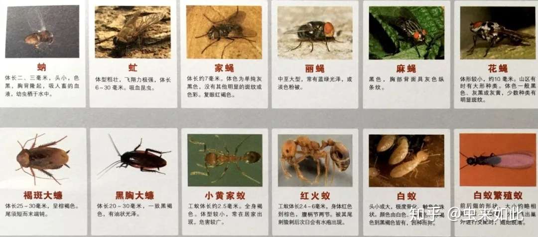 60种常见的有害生物图谱 知乎