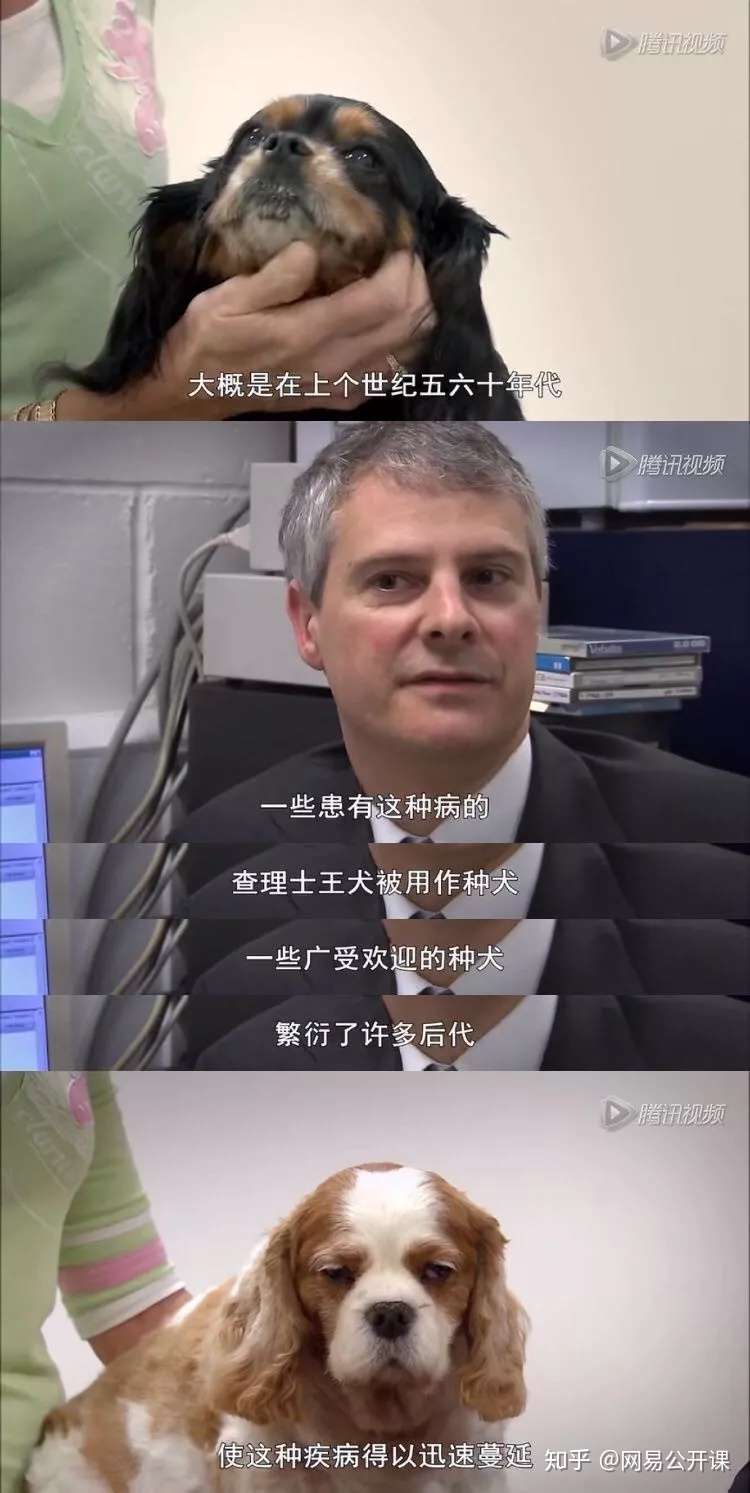 茶杯犬有多可爱 这场悲剧就有多残忍 知乎