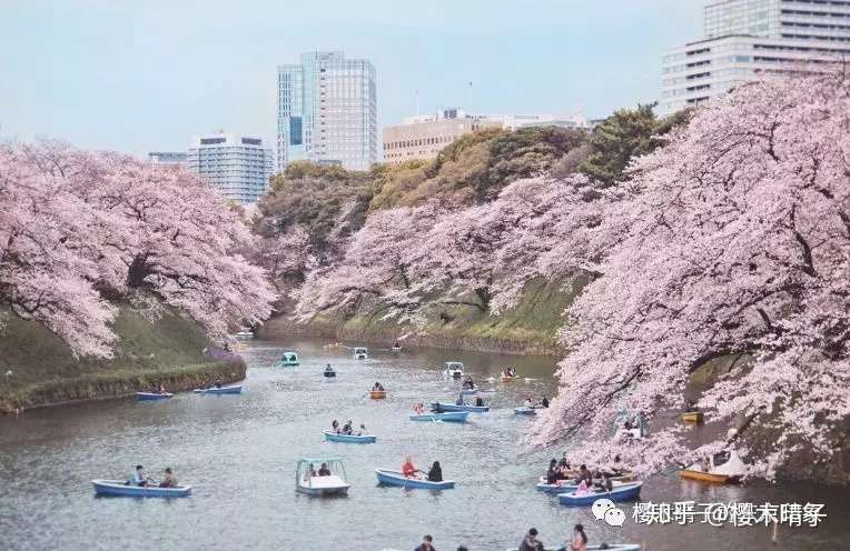 东京赏樱圣地 千鸟渊 知乎