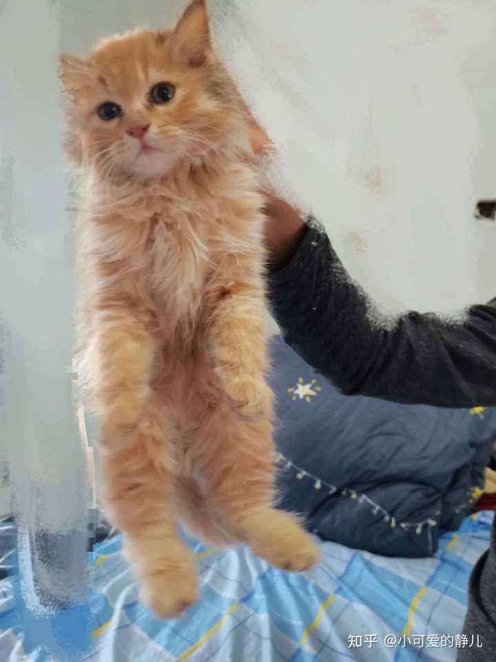 哈哈,偏个题,看看我家猫哥被拎起命运的后脖颈有多萌吧.