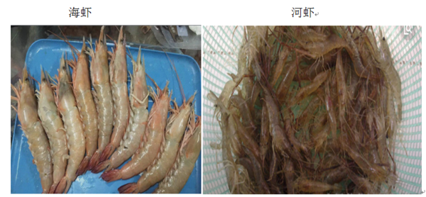 如何判断是河虾还是海虾