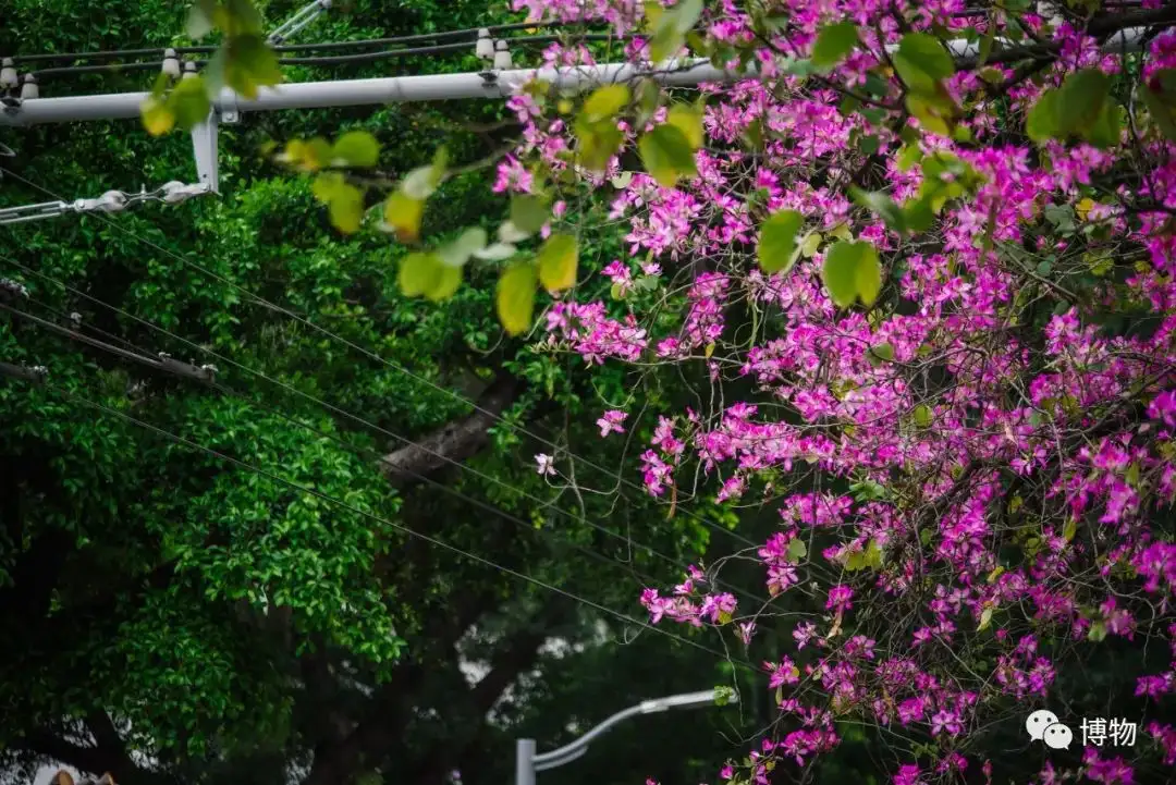 五花八门的行道树 都是怎么选拔出来的 知乎