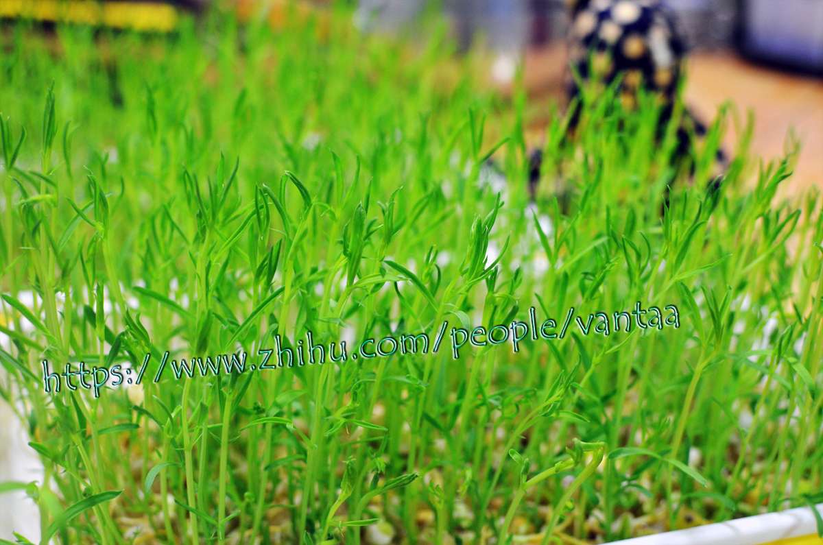 生机饮食 清新感高颜值的水培芽苗 知乎