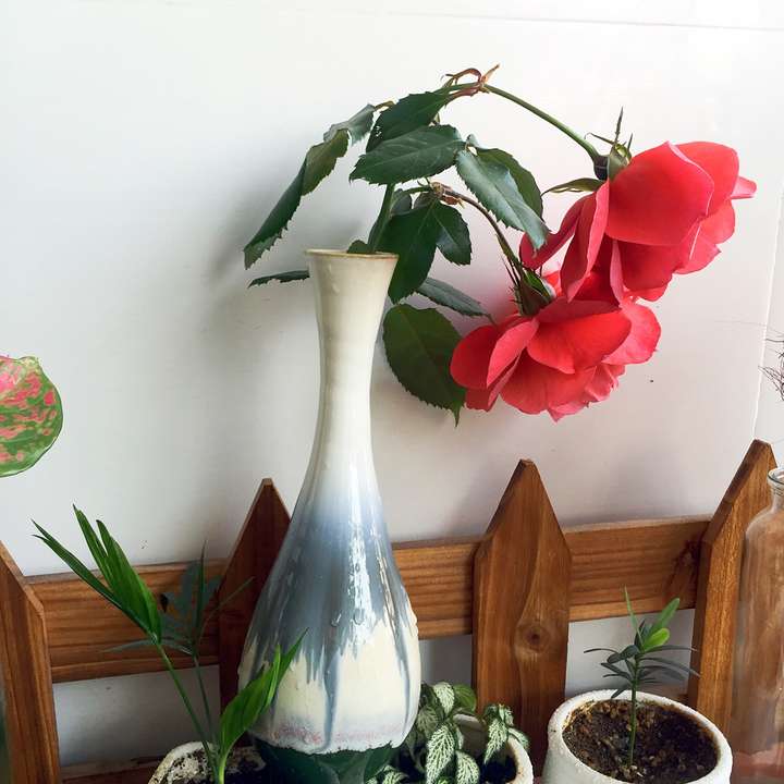 植物种植 为什么真正喜欢养植物的男生比女生多?(图11) 植物种植 为什么真正喜欢养植物的男生比女生多?(图11)