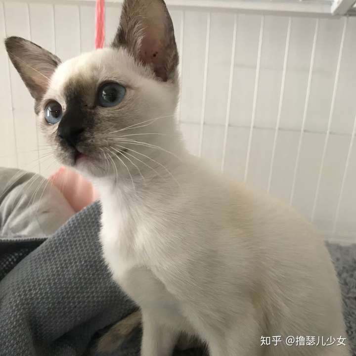 我的妹妹 蓝重点混海豹色 小v脸 大眼睛 猫中范冰冰