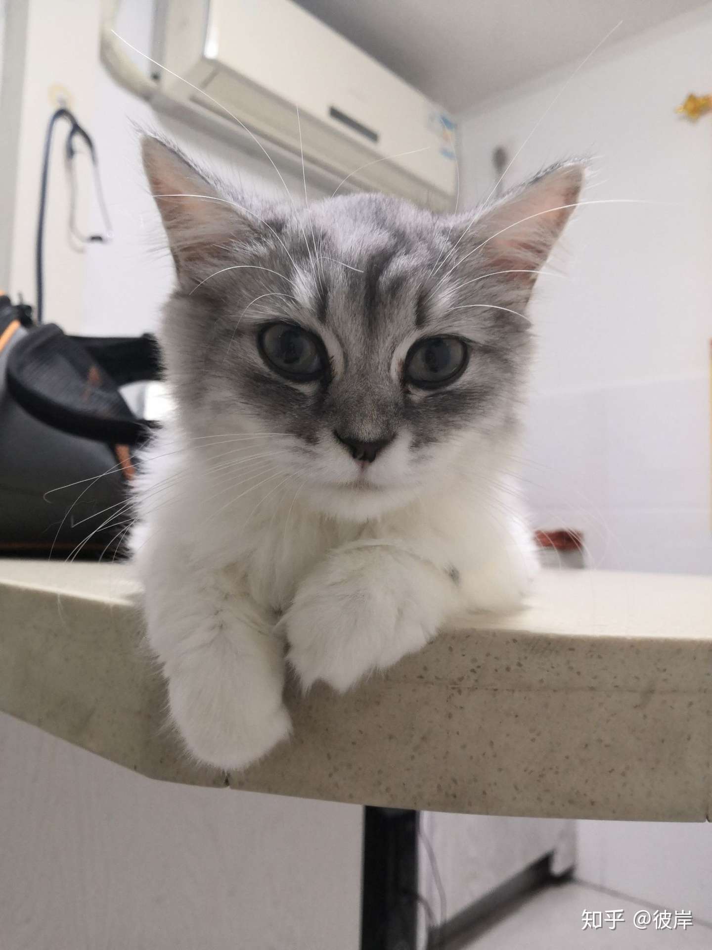 满满对抗猫腹水记录- 知乎