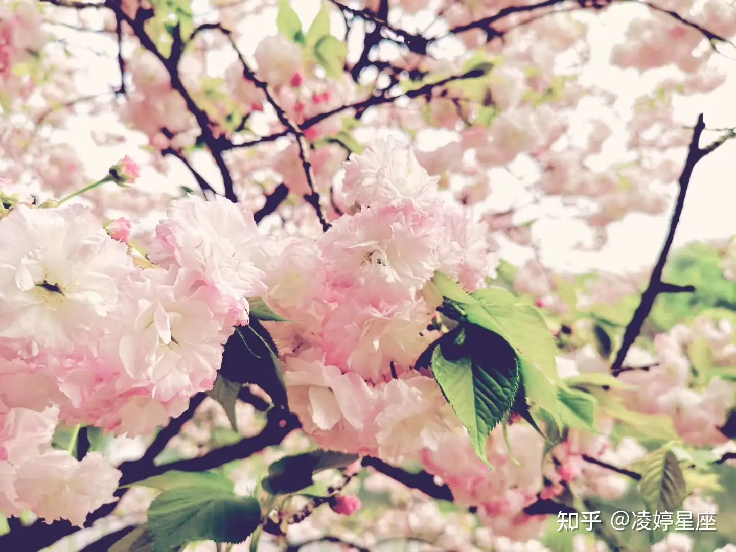 喇叭还是哑巴 前后差太大 水双子的宿命情 是高标准的心智培养 知乎