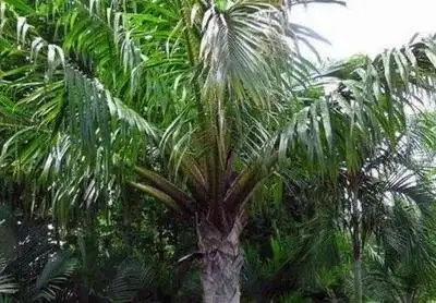 产大米的树西谷椰子植物非试管高效快繁技术快繁西谷椰子