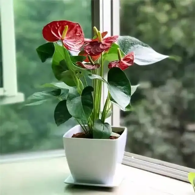 9款适合家庭养殖的花卉 花期长又易养 你一定喜欢 知乎 9款适合家庭养殖的花卉 花期长又易养 你一定喜欢 知乎