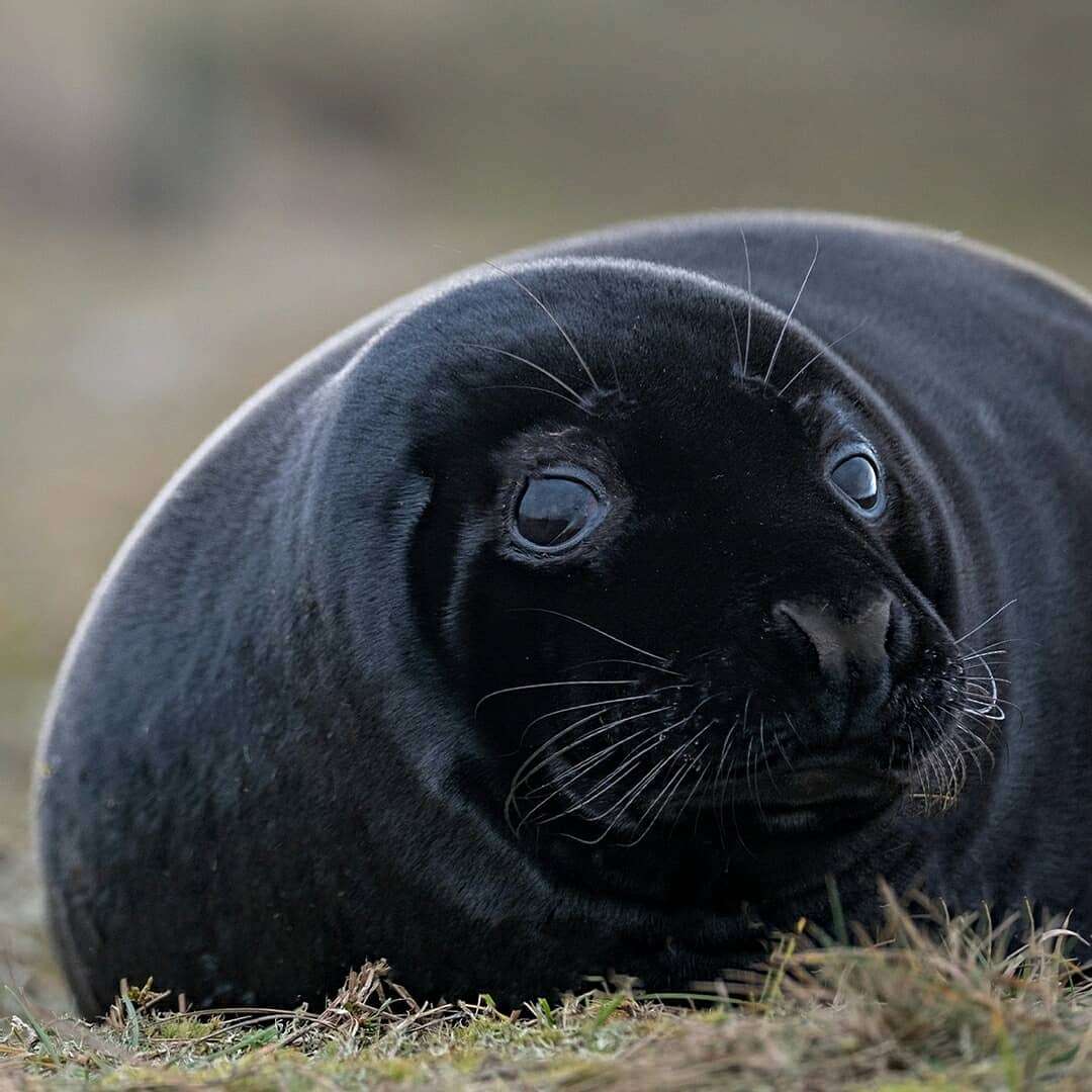 汪尧和 的想法: 海豹也有变成非洲人的一天[捂脸] - 知乎