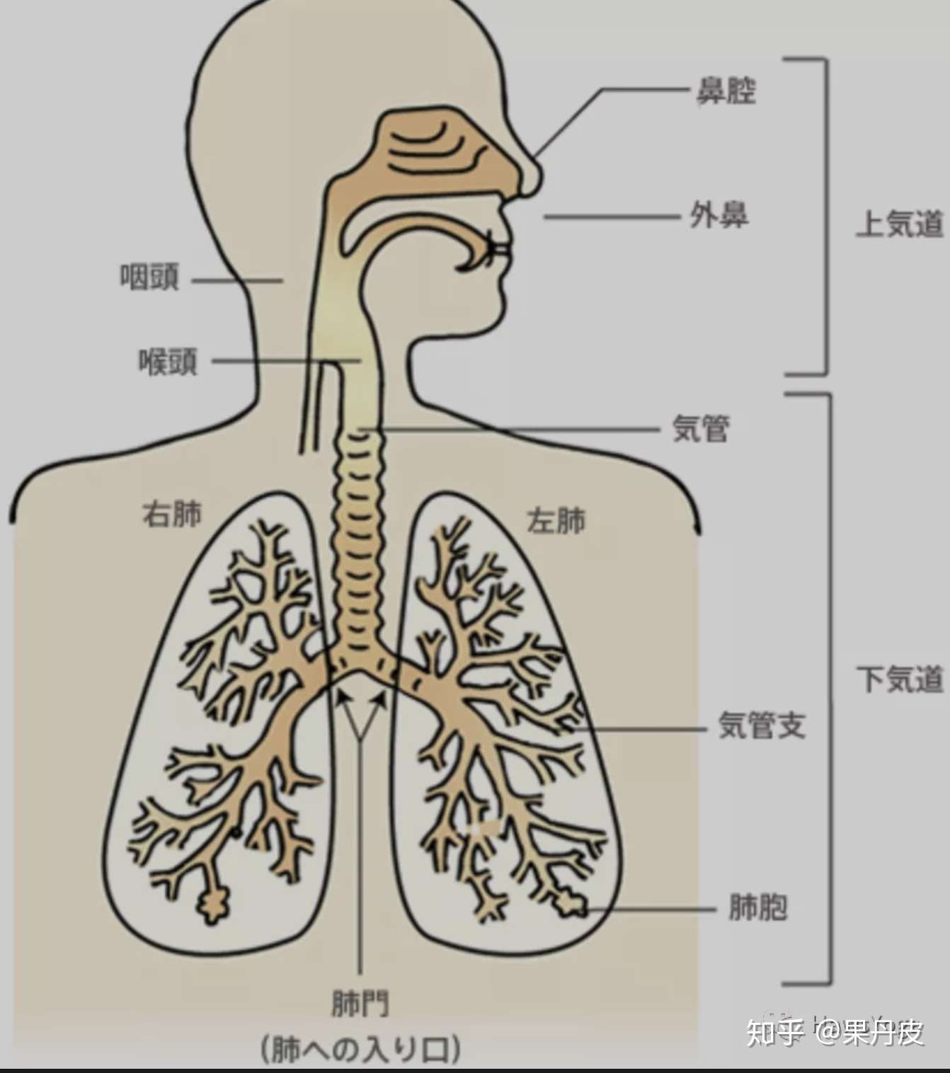 你真的了解呼吸吗 来看看呼吸过程发生了什么 知乎