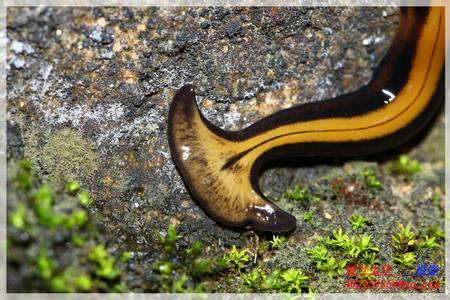 扁形动物门,涡虫纲,三肠自,笄蛭科动物,身体细长扁平,脑袋是扇形的.