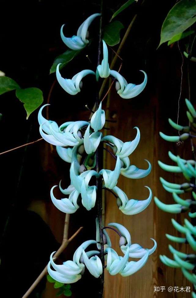 状如象牙 色如翡翠 自然界稀有的藤本花卉 翡翠葛 知乎